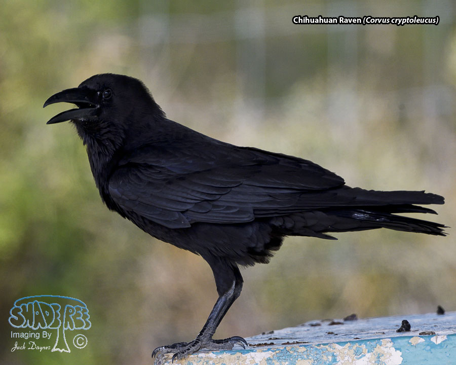 Chihuahuan Raven - Corvus cryptoleucus