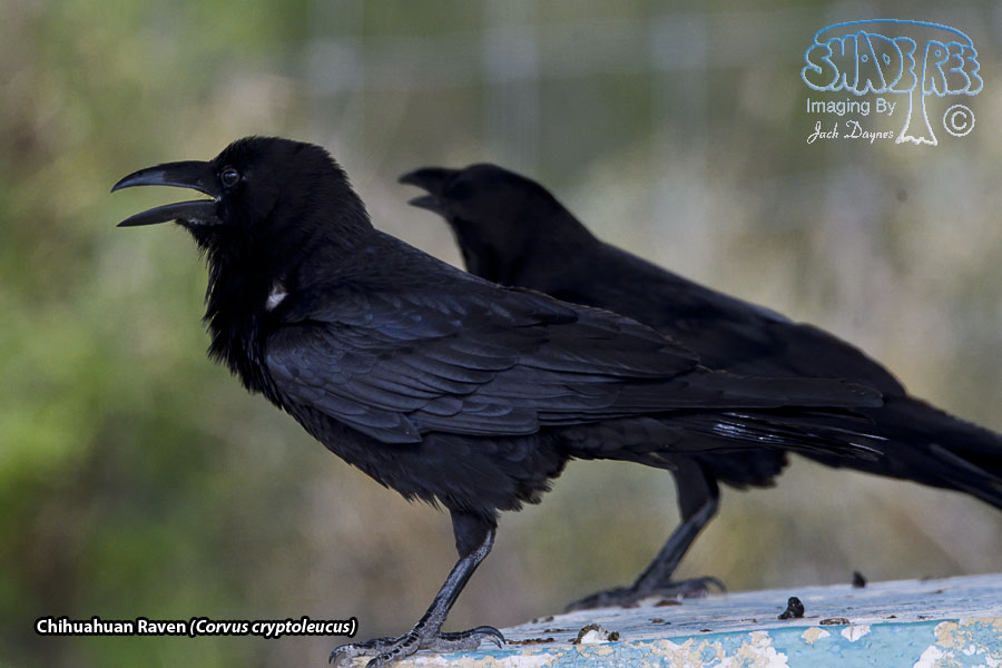 Chihuahuan Raven - Corvus cryptoleucus