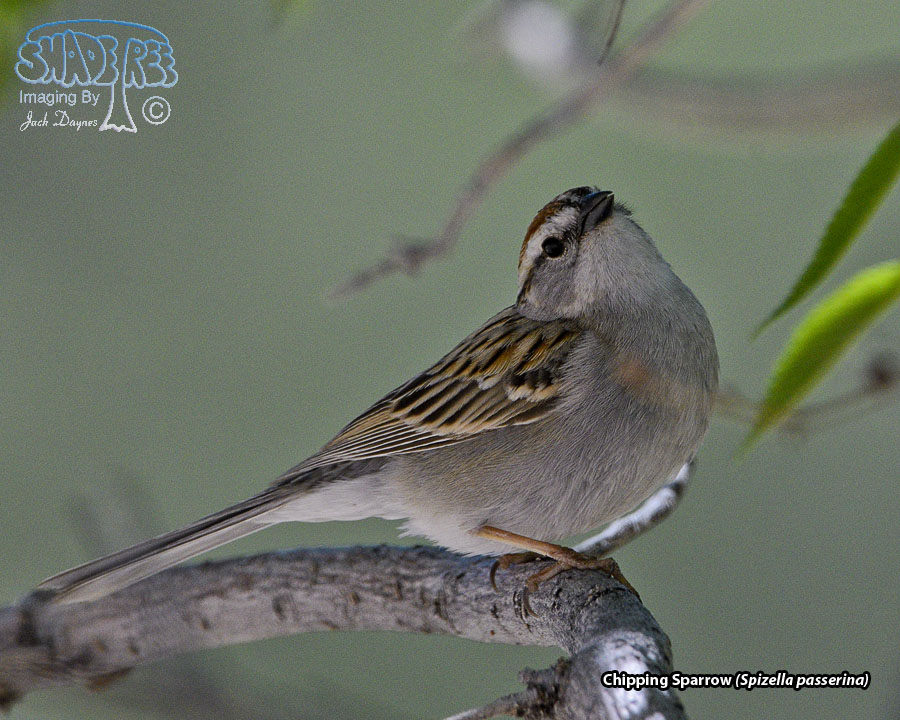 Chipping Sparrow - Spizella passerina