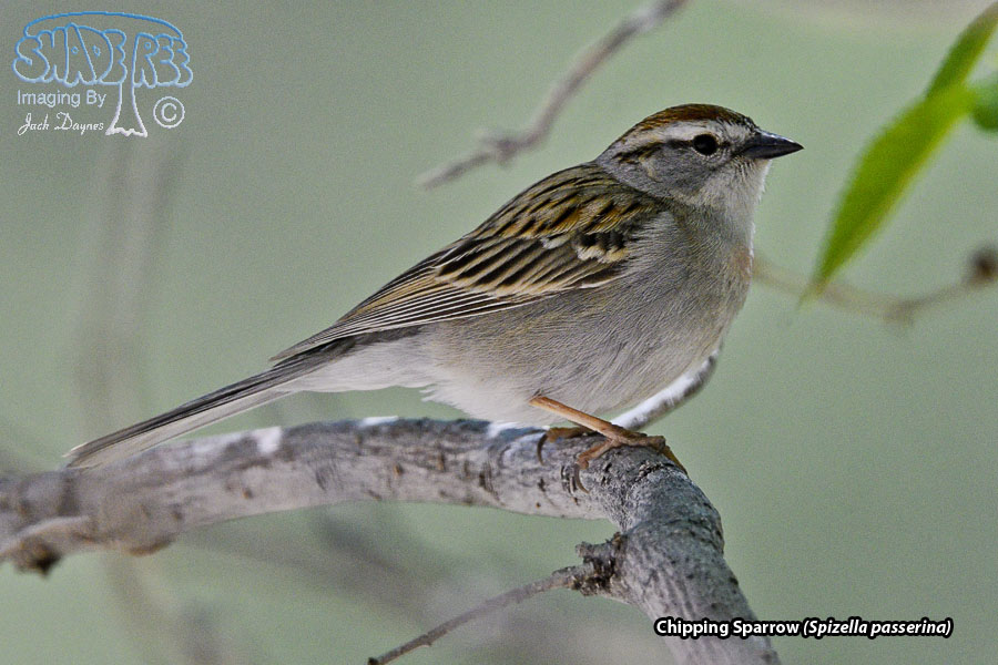 Chipping Sparrow - Spizella passerina
