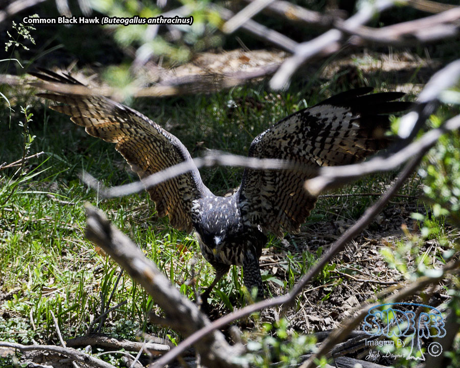 Common Black Hawk - Buteogallus anthracinus