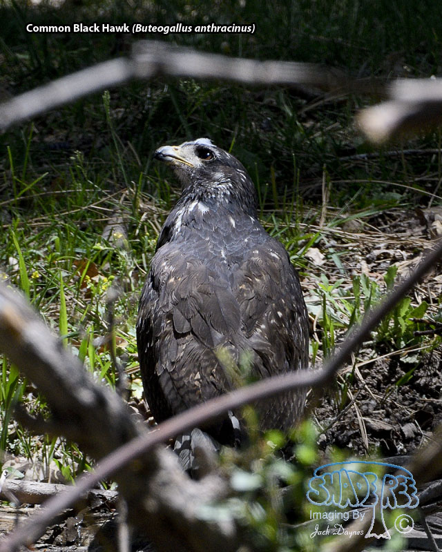 Common Black Hawk - Buteogallus anthracinus