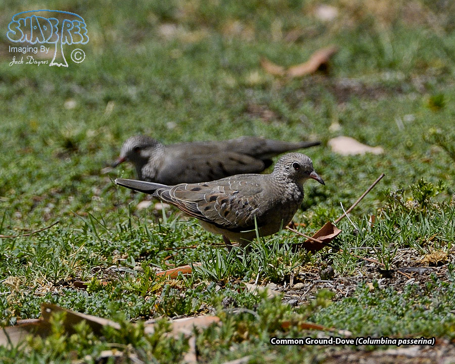 Common Ground-Dove - Columbina passerina