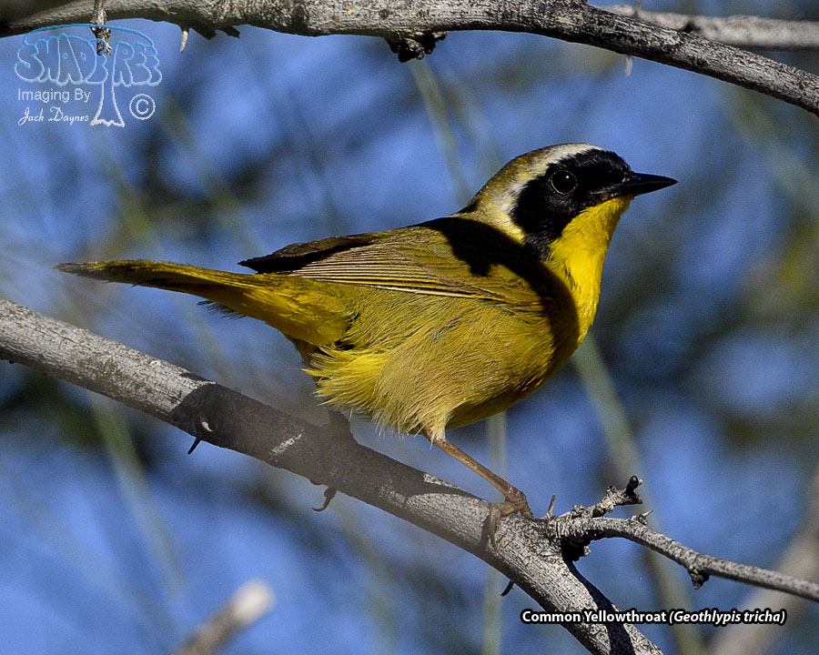 Common Yellowthroat - Geothlypis trichas