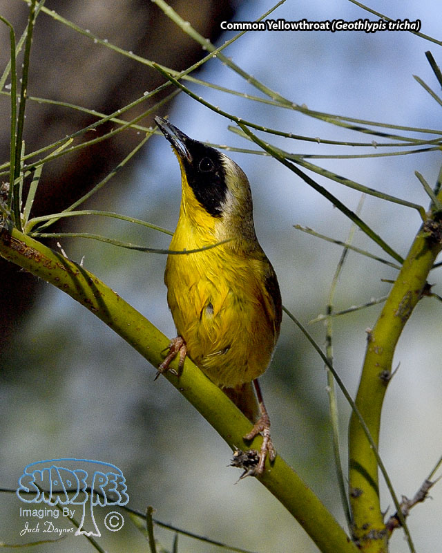Common Yellowthroat - Geothlypis trichas