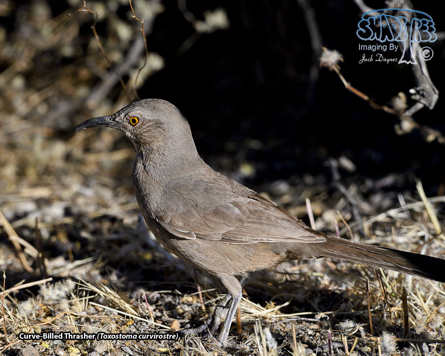 Curve-Billed Thrasher - Toxostoma curvirostre