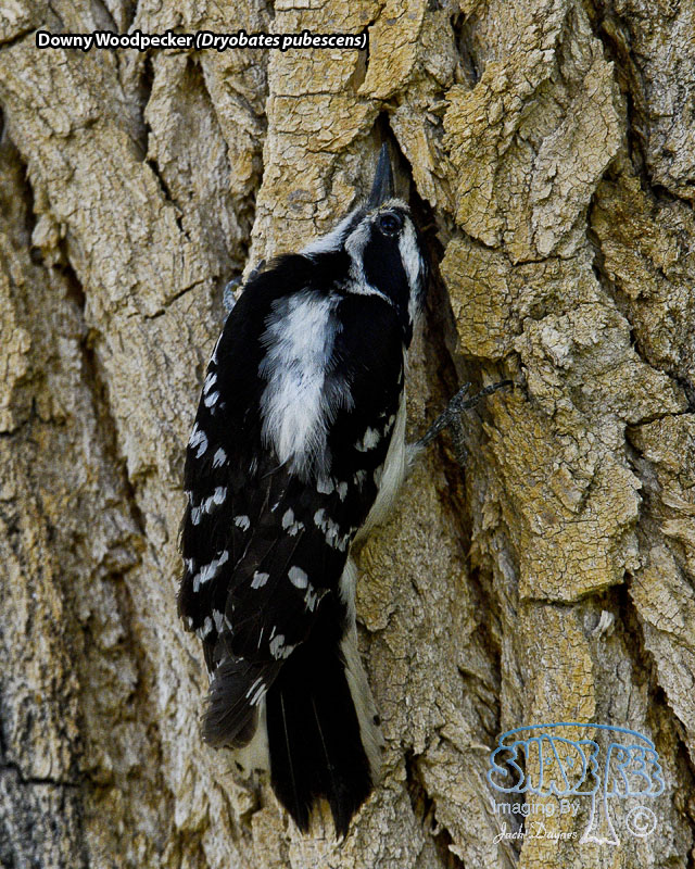 Downy Woodpecker - Dryobates pubescens