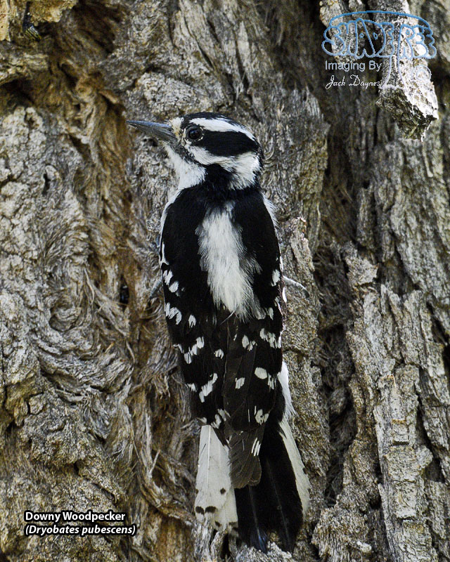 Downy Woodpecker - Dryobates pubescens