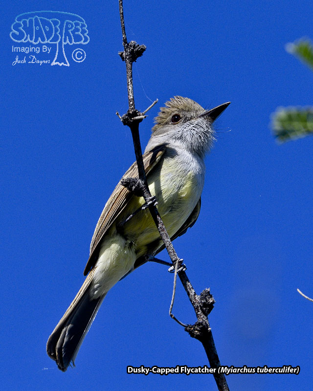 Dusky-Capped Flycatcher - Myiarchus tuberculifer