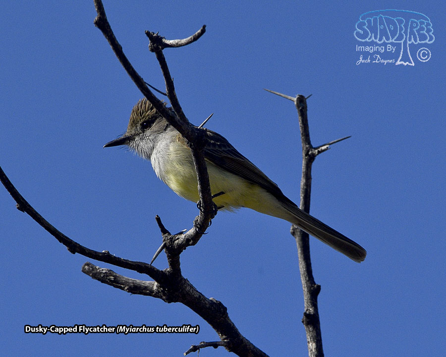 Dusky-Capped Flycatcher - Myiarchus tuberculifer