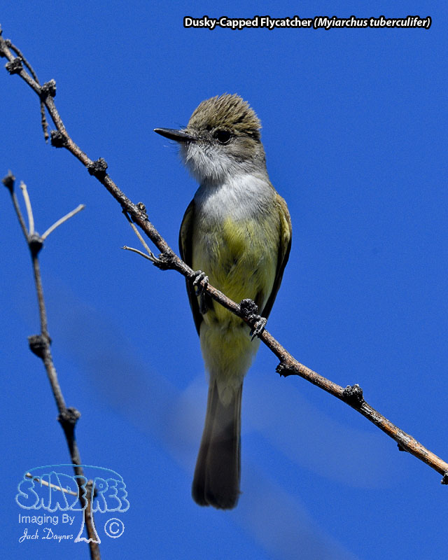 Dusky-Capped Flycatcher - Myiarchus tuberculifer