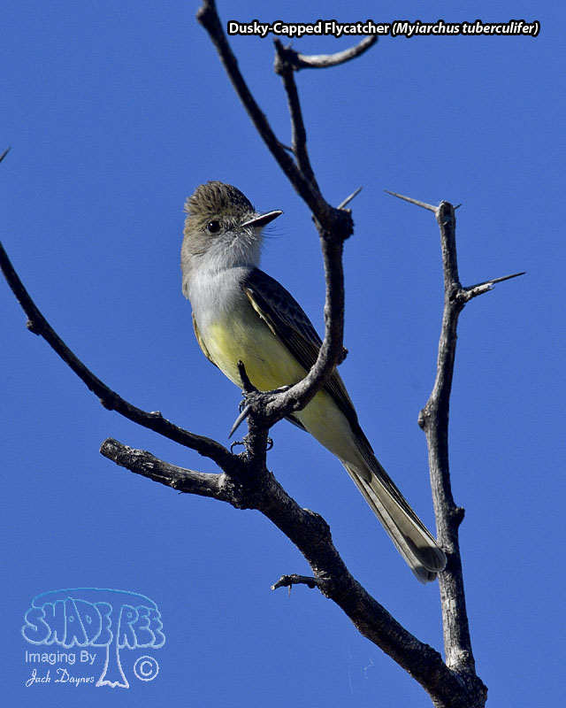 Dusky-Capped Flycatcher - Myiarchus tuberculifer