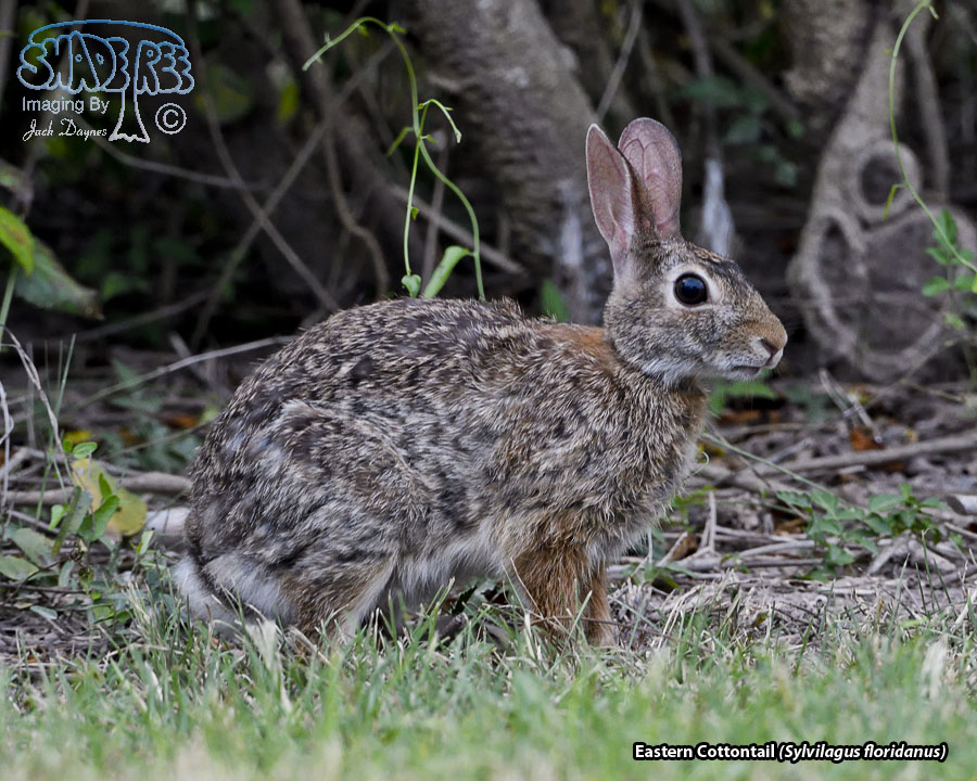 Eastern Cottontail - Sylvilagus floridanus