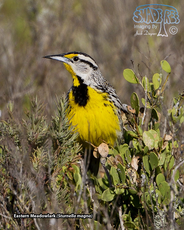 Eastern Meadowlark - Sturnella magna
