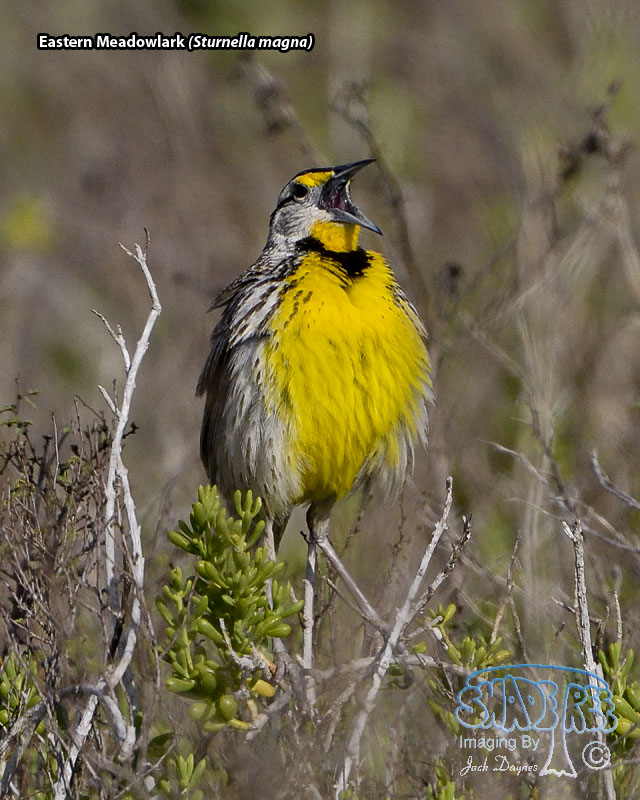 Eastern Meadowlark - Sturnella magna