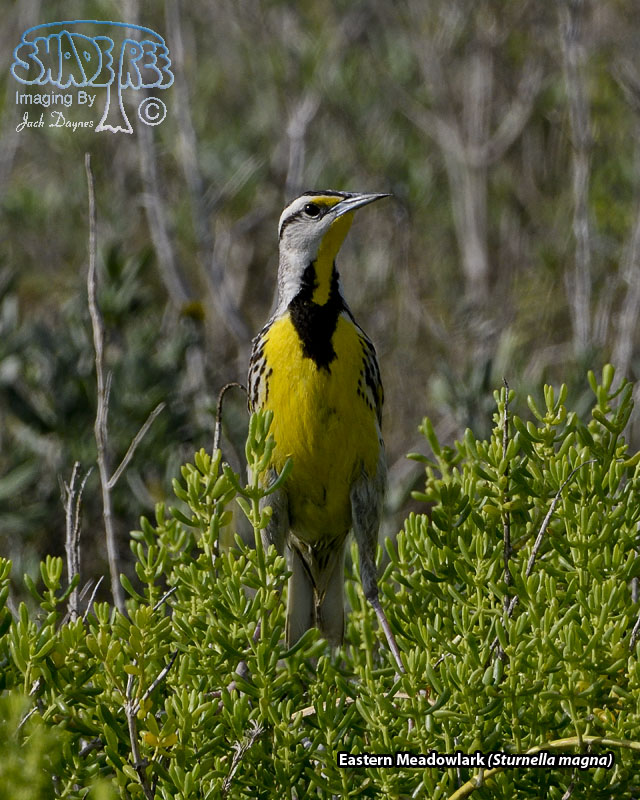 Eastern Meadowlark - Sturnella magna