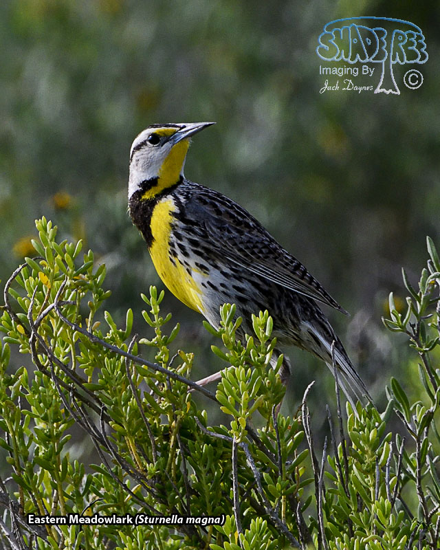 Eastern Meadowlark - Sturnella magna