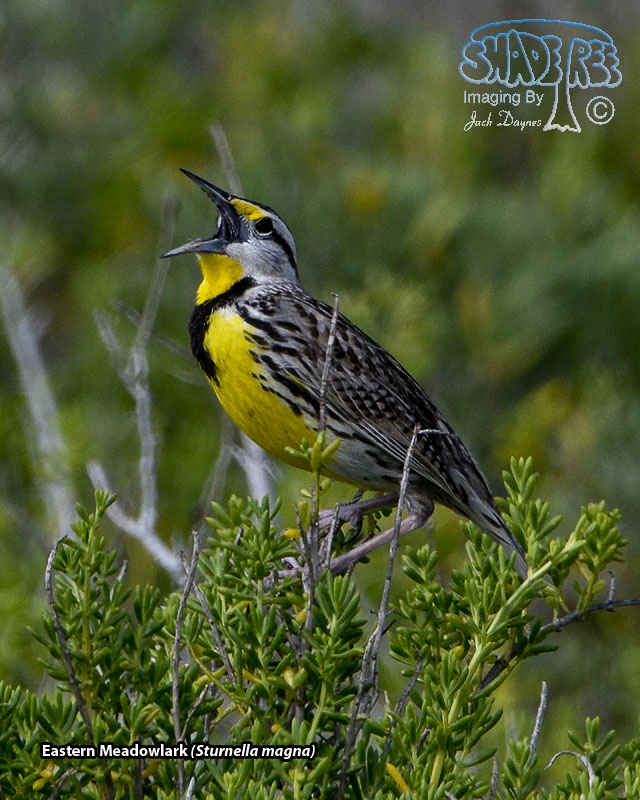 Eastern Meadowlark - Sturnella magna