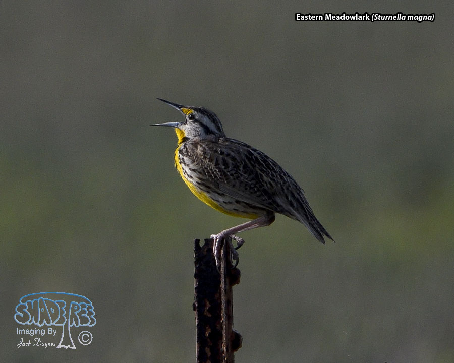 Eastern Meadowlark - Sturnella magna