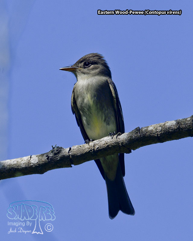 Eastern Wood-Pewee - Contopus virens