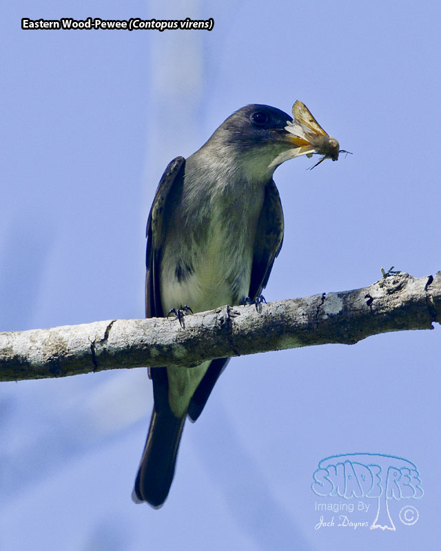 Eastern Wood-Pewee - Contopus virens