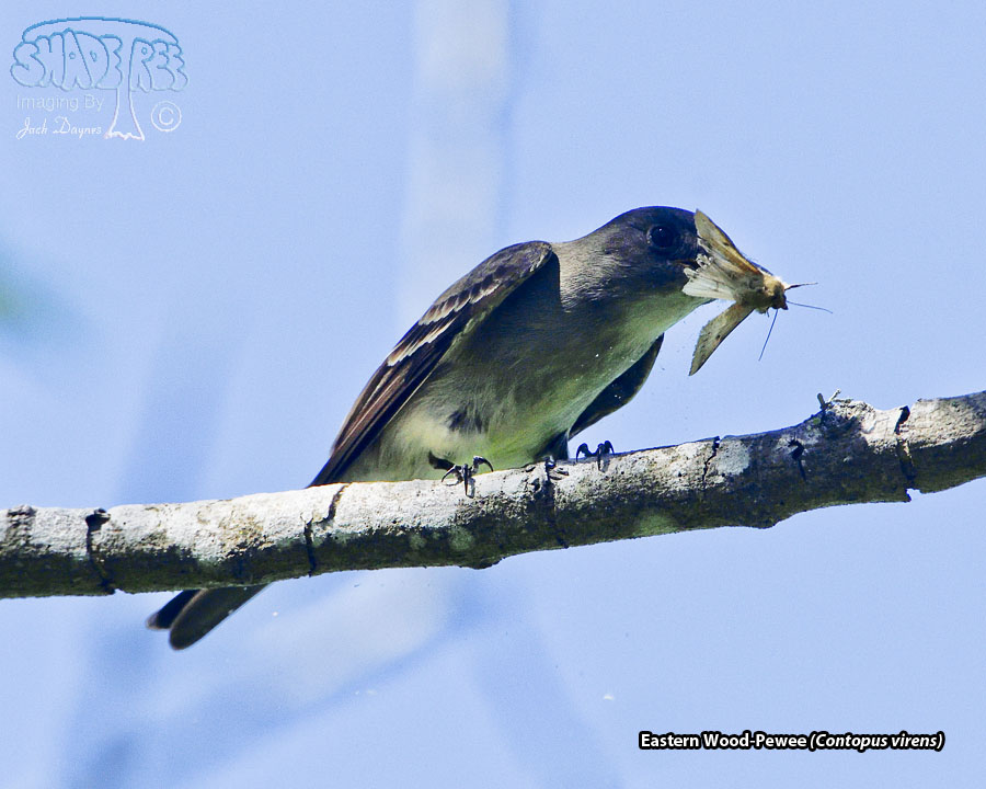 Eastern Wood-Pewee - Contopus virens