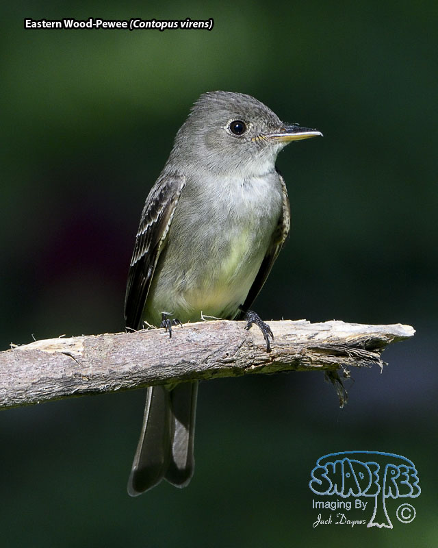 Eastern Wood-Pewee - Contopus virens