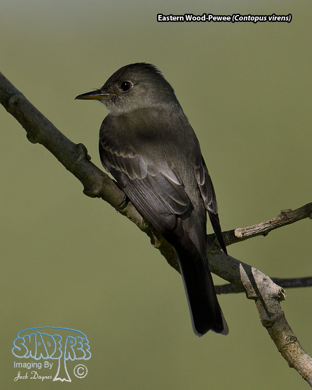 Eastern Wood-Pewee - Contopus virens