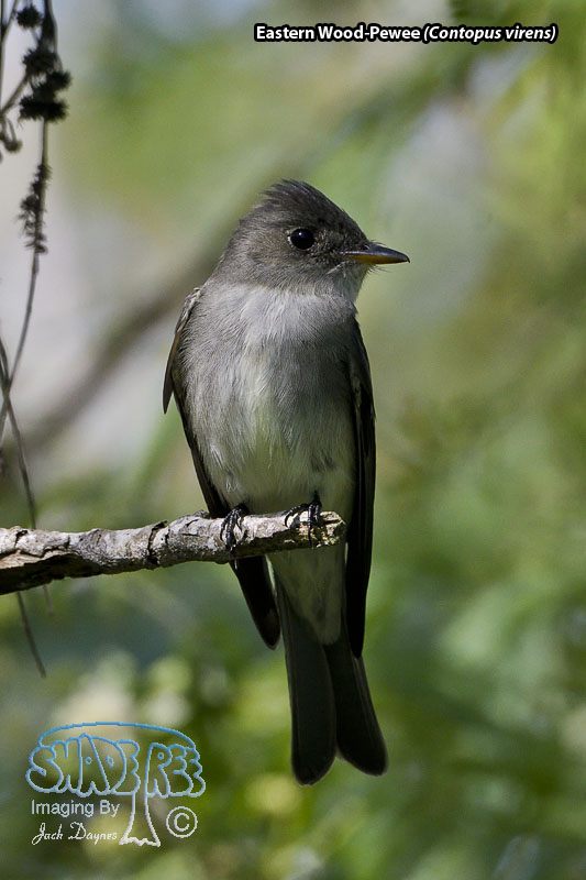 Eastern Wood-Pewee - Contopus virens