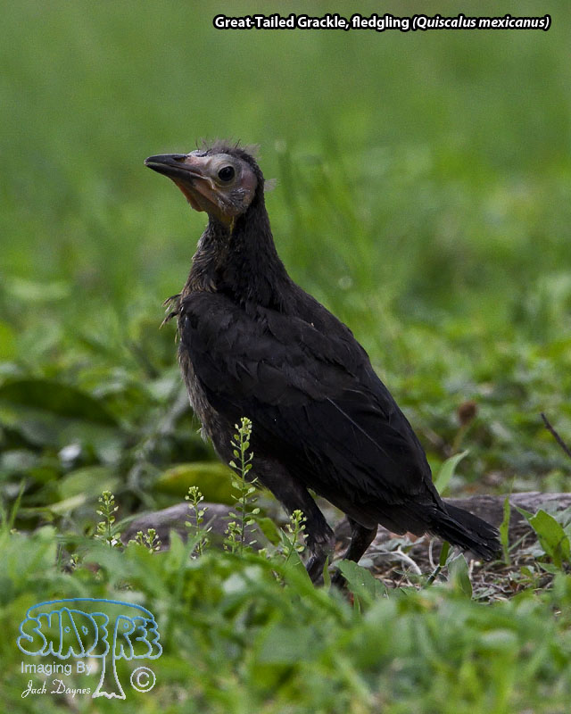 Great-Tailed Grackle - Quiscalus mexicanus