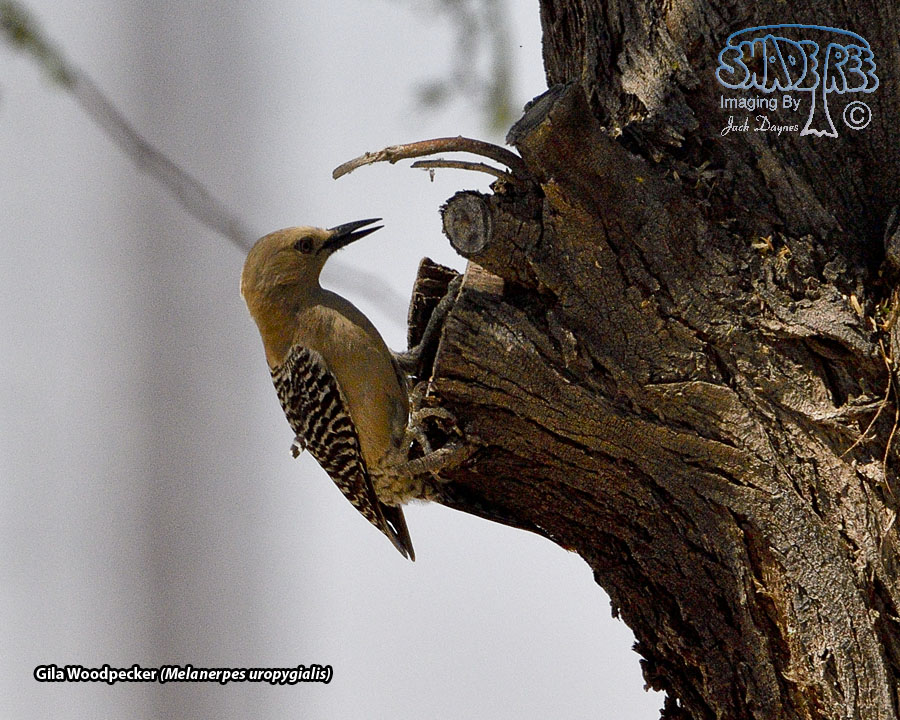 Gila Woodpecker - Melanerpes uropygialis