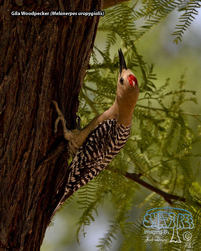 Gila Woodpecker - Melanerpes uropygialis