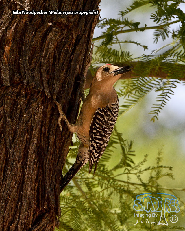 Gila Woodpecker - Melanerpes uropygialis