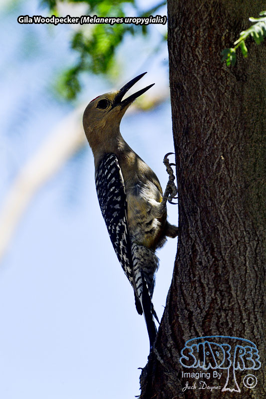 Gila Woodpecker - Melanerpes uropygialis