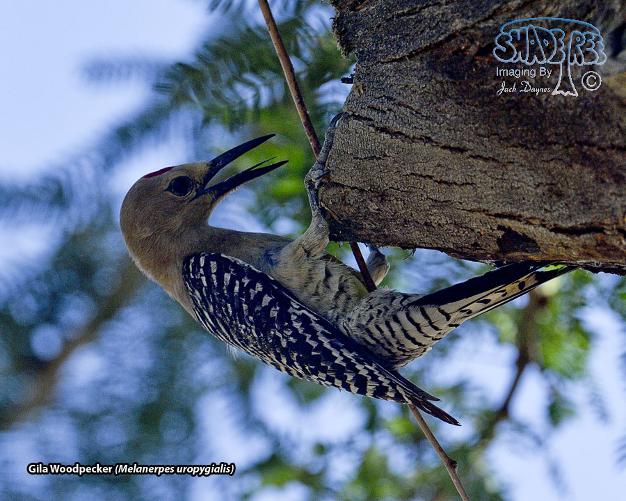 Gila Woodpecker - Melanerpes uropygialis