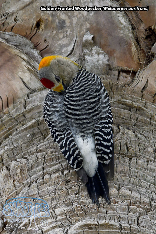 Golden-Fronted Woodpecker - Melanerpes aurifrons