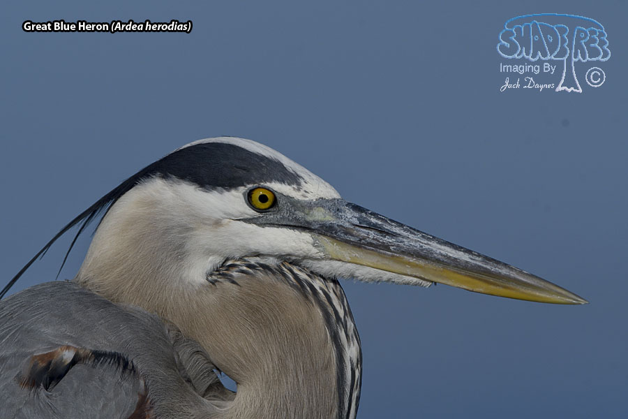 Great Blue Heron - Ardea herodias