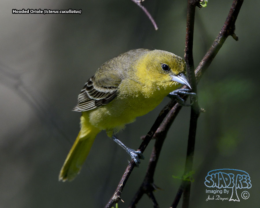 Hooded Oriole - Icterus cucullatus