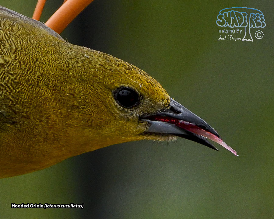 Hooded Oriole - Icterus cucullatus