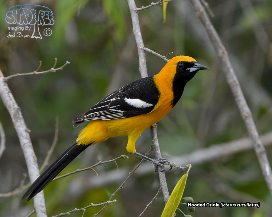 Hooded Oriole - Icterus cucullatus