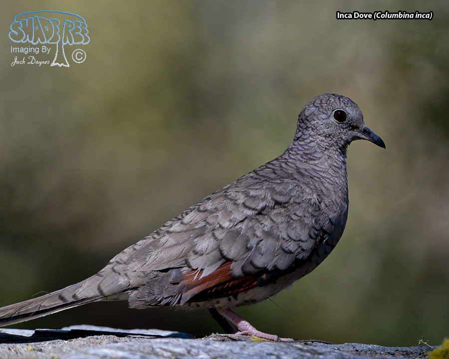 Inca Dove - Columbina inca