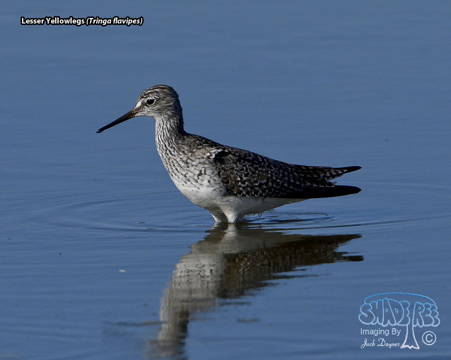 Lesser Yellowlegs - Tringa flavipes