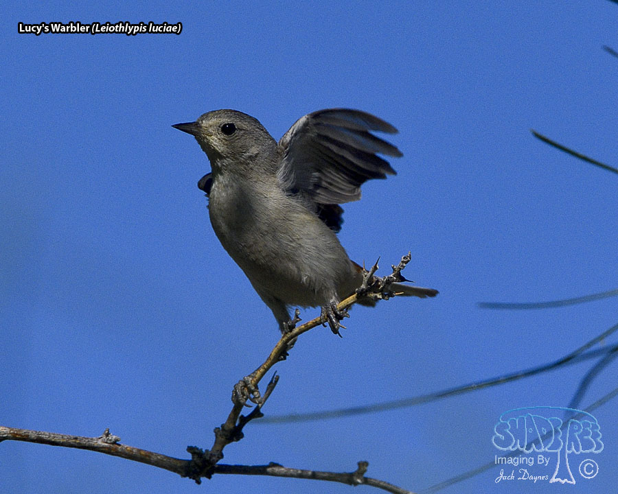 Lucy's Warbler - Leiothlypis luciae