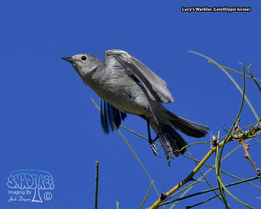 Lucy's Warbler - Leiothlypis luciae