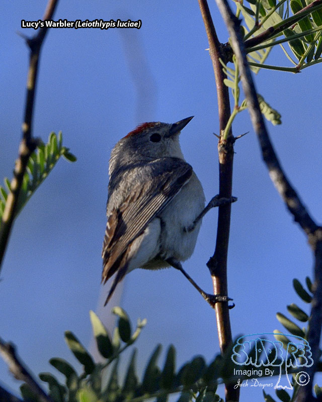 Lucy's Warbler - Leiothlypis luciae