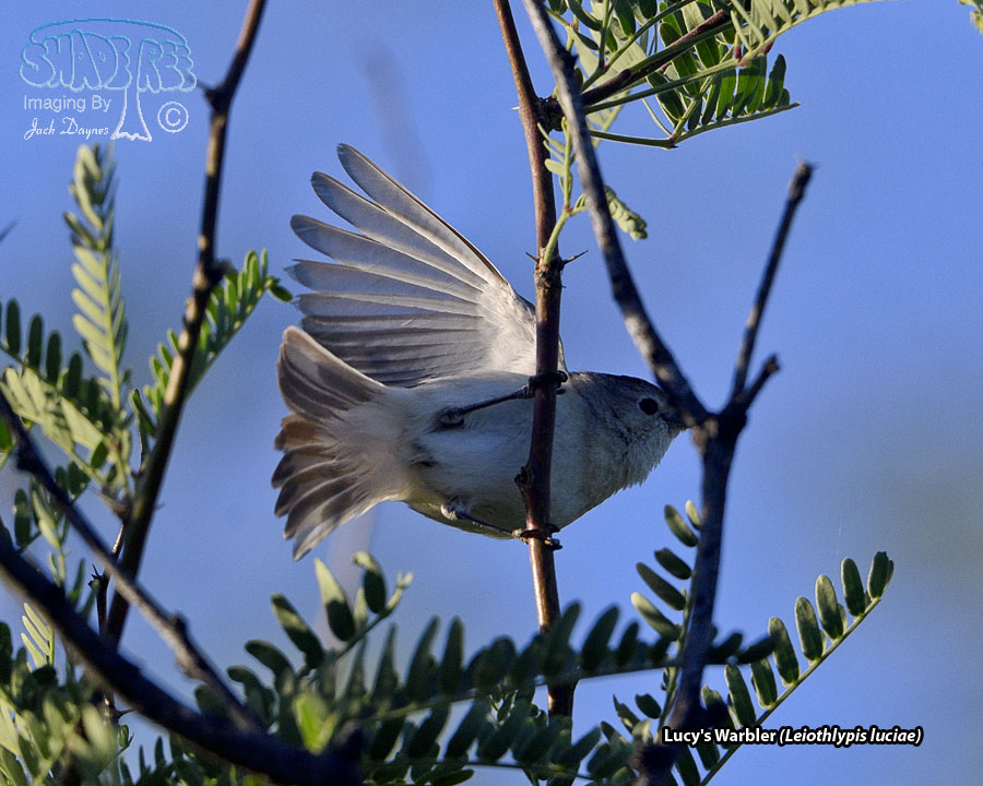 Lucy's Warbler - Leiothlypis luciae