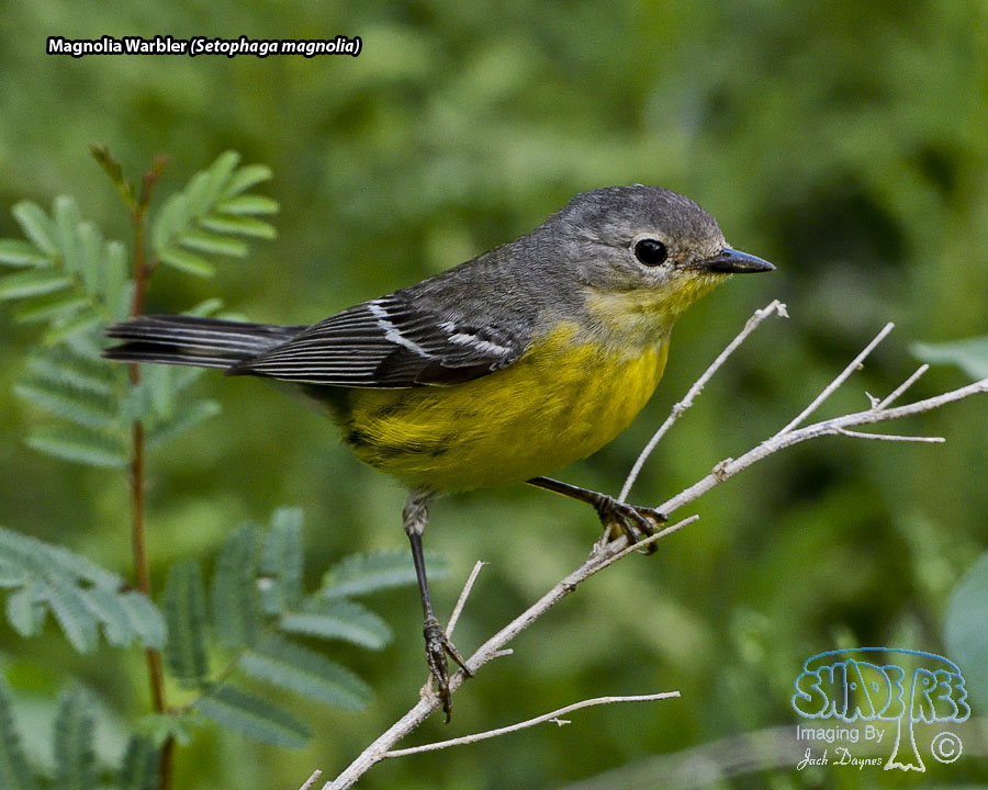 Magnolia Warbler - Setophaga magnolia