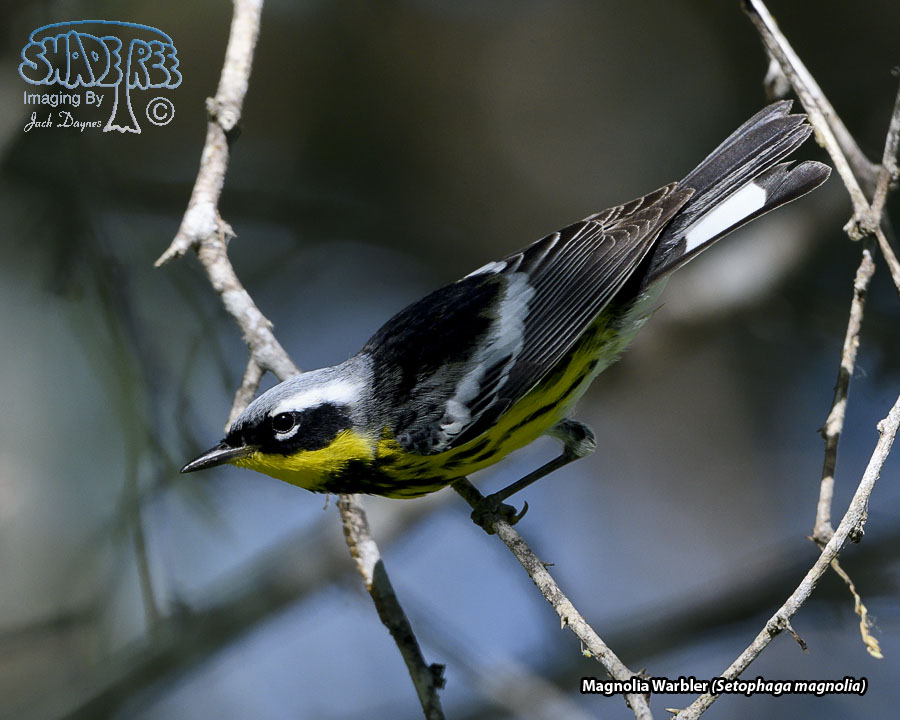 Magnolia Warbler - Setophaga magnolia