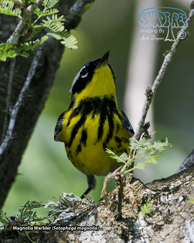 Magnolia Warbler - Setophaga magnolia