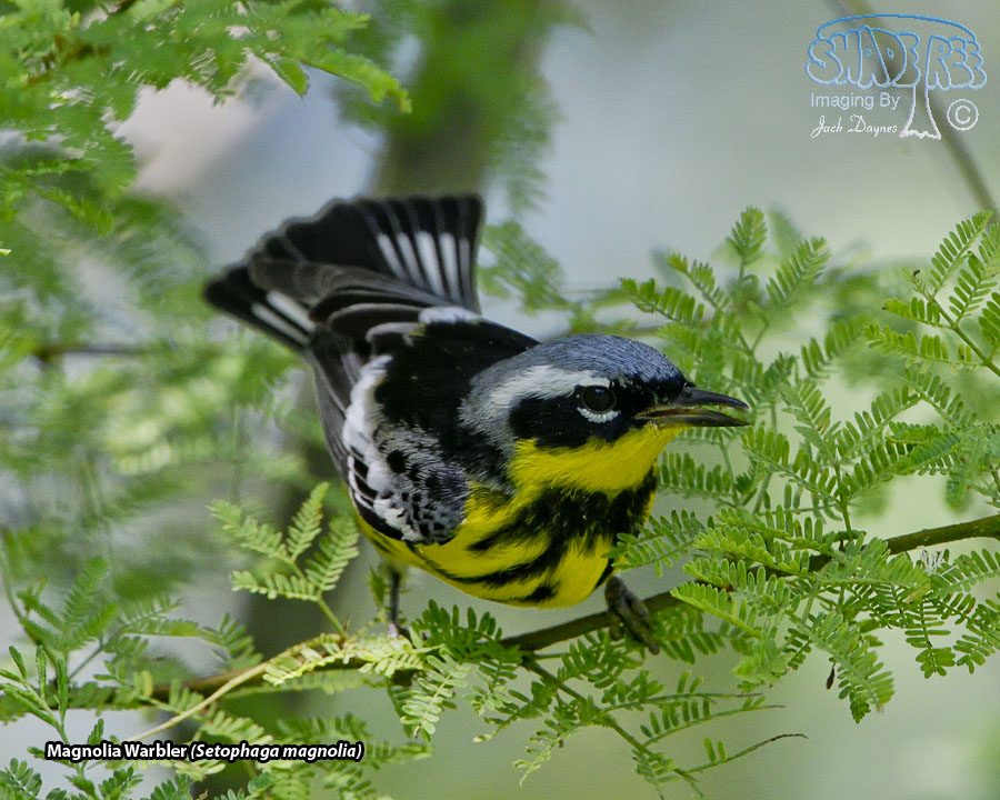 Magnolia Warbler - Setophaga magnolia